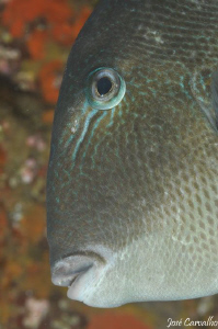 Trigger fish staring at busy photographer - Berlengas Isl... by José Carvalho 